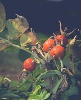 arbuste d'églantier rouge photo