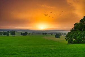 oiseaux volant au-dessus d'un champ vert au coucher du soleil photo