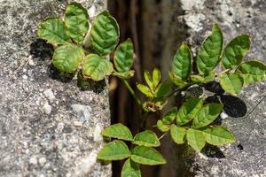 feuillage vert d'un rosier dans une lacune dans un mur photo