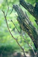 branches malades dans la nature photo