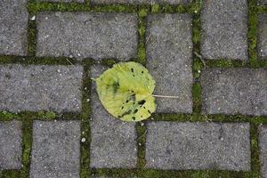 feuille de feuillage sur une passerelle photo