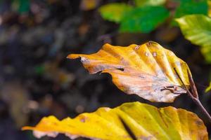 une feuille de feuillage jaune en gros plan photo