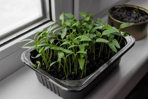 jeunes plants de poivrons dans un plateau sur le rebord de la fenêtre. avec des semis de tomates sur fond arrière. jardinage domestique, passe-temps, produit écologique, ferme. pousses vertes photo