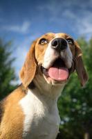 portrait d'un beagle photo