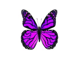 papillon violet vif isolé sur fond blanc photo
