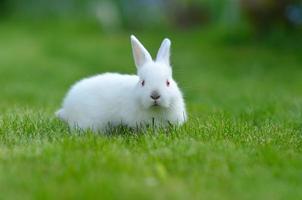 drôle de bébé lapin blanc dans l'herbe