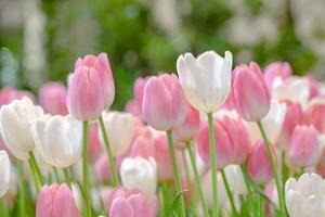 belles tulipes et tiges vertes dans le parc photo