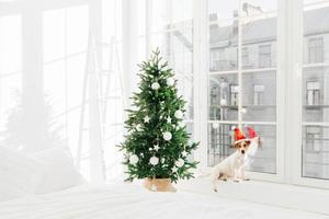 chambre intérieure décorée du nouvel an avec lit blanc et chien jack russell terirer posant près d'une grande fenêtre, porte un chapeau de père noël. jour férié festif photo