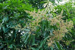 bouquet de fleurs de mangue sur la branche verte avec arbre photo