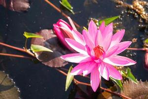 fleur de lotus rouge qui fleurit dans le canal avec le soleil photo