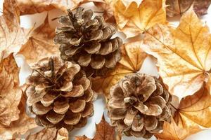 fond d'automne coloré de feuilles et de cônes de conifères photo