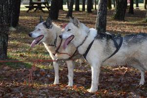 chiens de traîneau dans la forêt photo