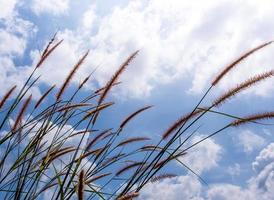 fleurs d'herbe de napier et les nuages pelucheux dans le ciel bleu photo