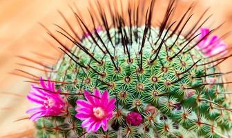cactus en fleurs avec de belles fleurs de cactus roses photo