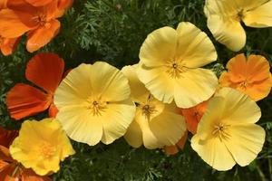 fleurs jaunes délicates de l'ashsholtsia de la famille des pavots papaveraceae gros plan dans le jardin photo