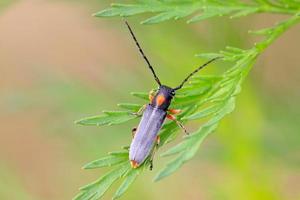insectes coleoptera cerambycidae