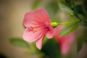 hibiscus rouge photo