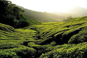champs de plantation de thé au lever du soleil photo