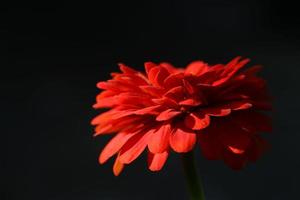 fleur de zinnia photo