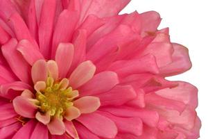 fleur de zinnia photo