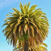 palmier dattier des îles canaries - embarcadero, san francisco, ca