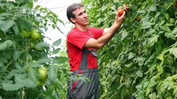 agriculteur biologique récolte des tomates photo