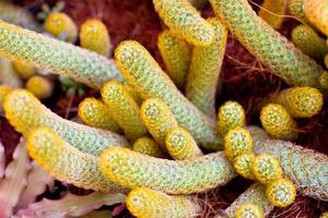 fleurs de cactus photo