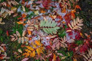 fond naturel naturel avec des feuilles d'automne sur l'herbe photo