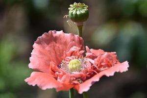 super gros plan d'un coquelicot rose photo