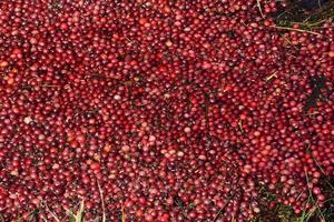 Canneberges rouges brillantes flottantes dans l'eau sur une tourbière photo