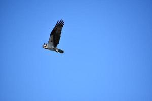 incroyable oiseau balbuzard pêcheur en vol à la recherche d'une proie photo