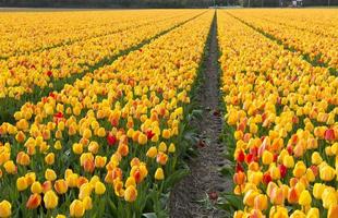 culture de tulipes