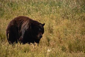 grand ours noir se déplaçant dans les hautes herbes photo