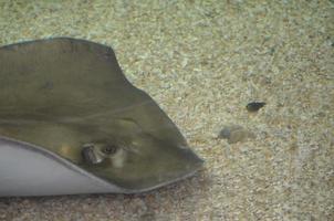 Stingray gris assis sur le fond sablonneux de l'océan photo