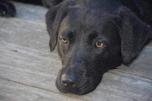 Yeux de couleur caramel sur le visage d'un chien de laboratoire noir photo