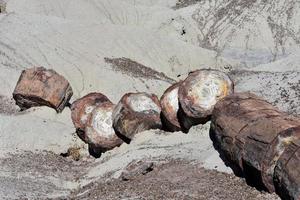 dalles de rondins pétrifiés dans le désert de l'arizona photo