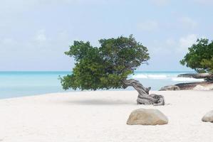 arbre côtier divi divi sur la plage de sable photo