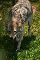 coyote à la recherche d'ombre dans la chaleur de l'été photo
