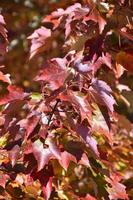 Feuillage d'automne coloré sur un arbre en Nouvelle-Angleterre photo