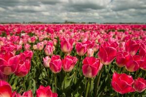 culture de tulipes, pays-bas