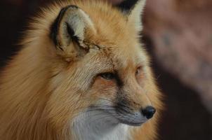 long nez sur un renard roux photo