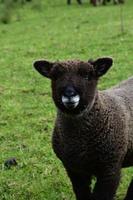 adorable visage d'un mouton ryeland brun dans une ferme photo