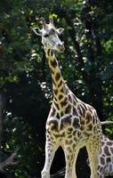 image étonnante d'une girafe dans la nature photo