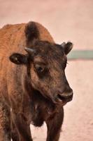 Veau de bison à face douce dans les régions rurales du Dakota du Sud photo