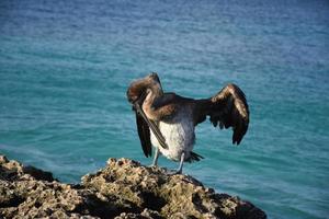 superbe pélican à aruba entouré d'eau photo