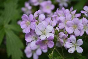 très jolies fleurs de phlox violet clair en fleurs photo