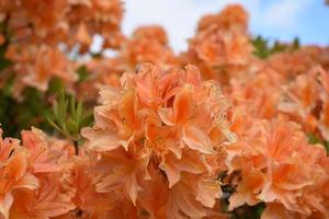buisson d'azalées orange à couper le souffle fleurissant un jour de printemps photo