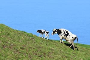 maman et bébé vache marchant sur une colline photo