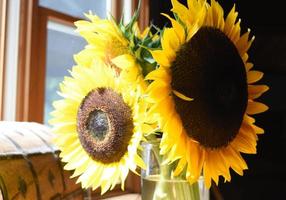 variétés de tournesol en fleurs et en fleurs pendant l'été photo