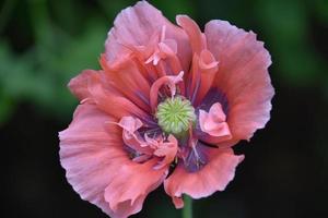 coquelicot rose pâle incroyablement proche avec gorge lavande photo